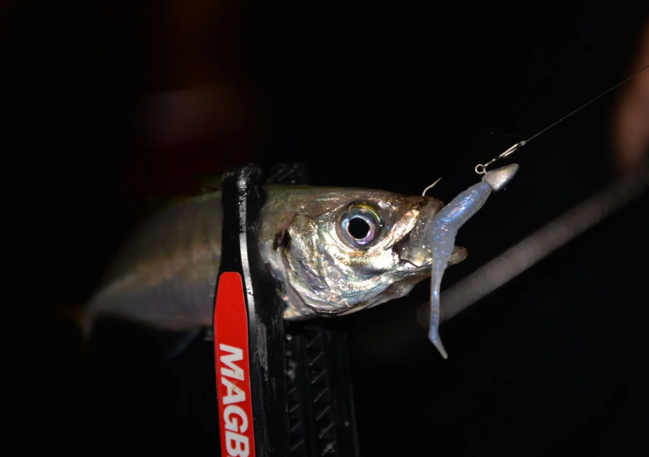 Magbite%20Chucky%201.8’’%204.5cm%2013%20Whitebait%20Glow%20Glitter%20Kokulu%20Silikon%20Yem